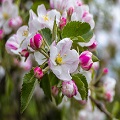 Apple  Blossom