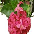 Ashoka Flower