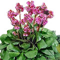 Bergenia