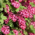 Black Currant Blossom