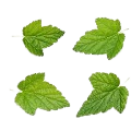 Black Currant Leaf