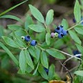 Blueberry Leaf