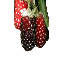 Boysenberries