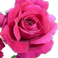Bulgarian Rose