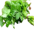 Cilantro