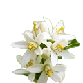 Citrus Blossom