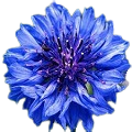 Cornflower Or Sultan Seeds