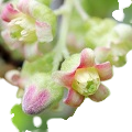 Currant Buds