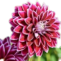 Dahlia