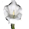 Datura