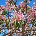 Ebony Tree