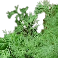 Garden Dill