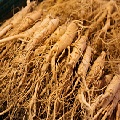 Ginseng