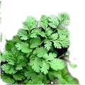 Green Coriander