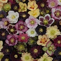 Hellebore Flower