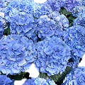 Hortensia