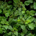 Indonesian Patchouli Leaf