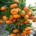 Italian Tangerine