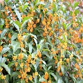 Japanise Osmanthus