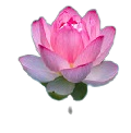 Japanise Pink  Lotus