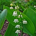 Lilly Of The Valley
