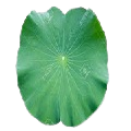 Lotus Leaf