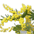 Mimosa Petals