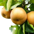 Nashi Pear