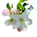 Orchard Blossom