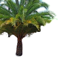 PalmTree