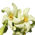 Papaya Flower