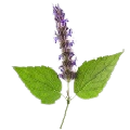 Patchouli Leaf