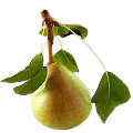 Pear Leaf