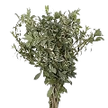 Pittosporum