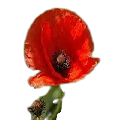 Poppy