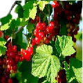 Red Currant Leaf