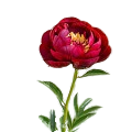 Red Peony