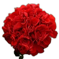 Rose Geranium