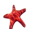 Starfish