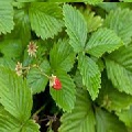 Strawberry Leaf