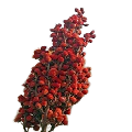 Sumac