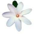 Tahitian Gardenia