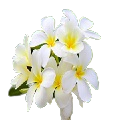 Tahitian Tiare Flower
