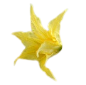 Tomato Flower