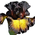 Tuscan Iris