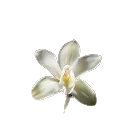 Vanilla Flower