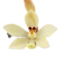 Vanilla Orchid