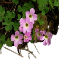 Violet Woodsorrel