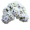 White Heliotrope