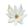 White Magnolia